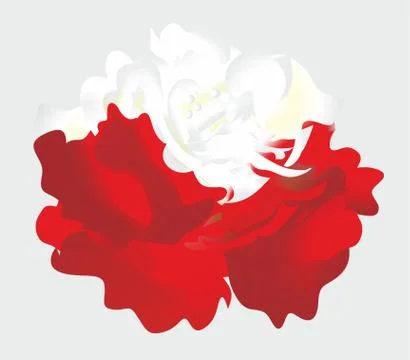 White-red rose Stock Illustration