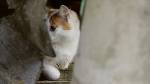 White with red spots kitten under the porch Stock Footage