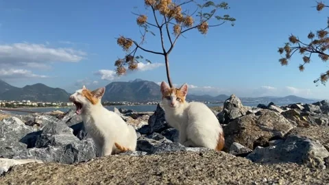 White with red spots kittens run on stones by the sea on a sunny summer day Stock Footage 228792215