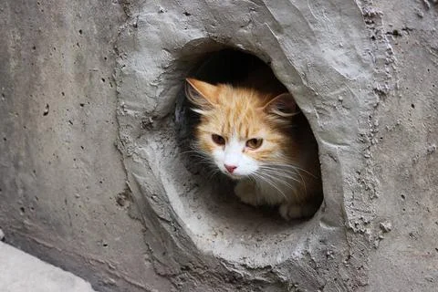 A white-red, stray cat sits in a circular cellar window A white-red, stray... Stock Photos