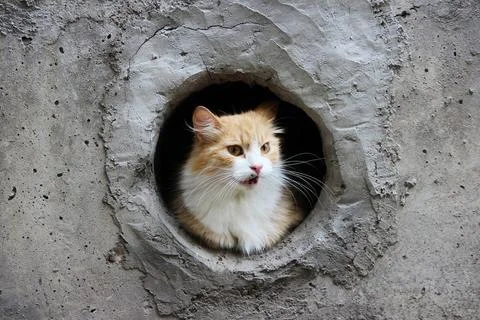 A white-red, stray cat sits in a circular cellar window A white-red, stray... Stock Photos