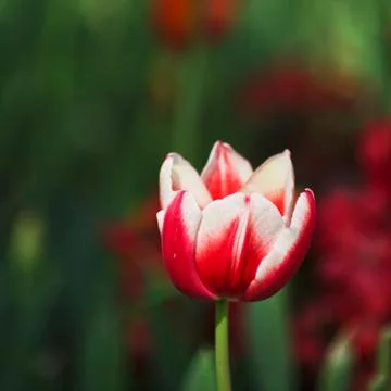 White red tulip Stock Photos
