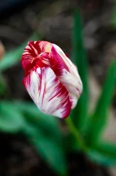White red tulip Stock Photos