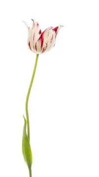 White red tulip Stock Photos
