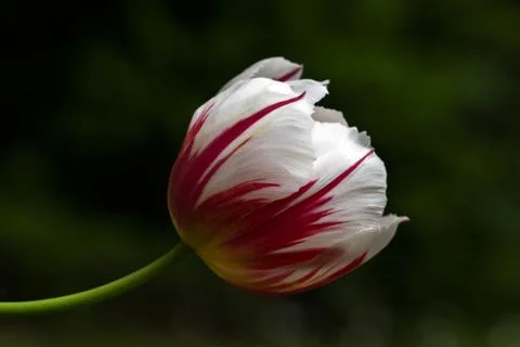 White-red tulip Stock Photos