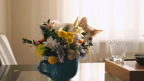 White-red young cat smells flowers. young cute cat. 4k video. slow motion Stock Footage 219454640