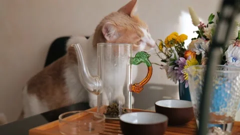 White-red young cat sniffs flowers and dishes on the kitchen table. 4k video. Stock Footage 219454847
