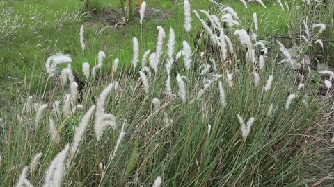 White reed flowers blown by the wind Stock Footage 287293546
