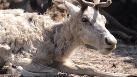 White reindeer (caribou) eats Stock Footage 281286804