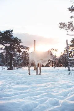 White reindeer facing the camera in deep snow near a wire fence and snowy pin 스톡 사진
