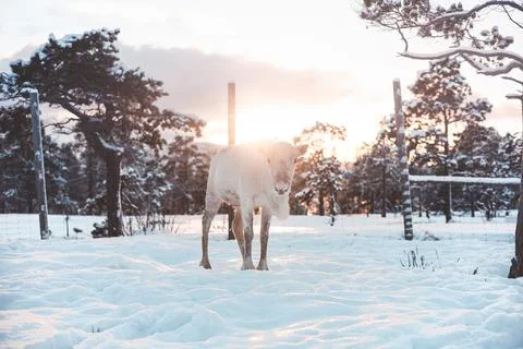 White reindeer facing the camera in deep snow near a wire fence and snowy pin Fotos Stock