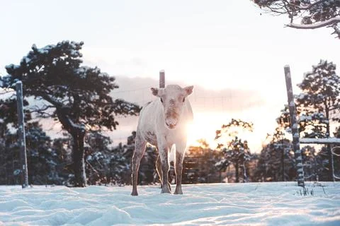 White reindeer facing the camera in deep snow near a wire fence and snowy pin 写真素材