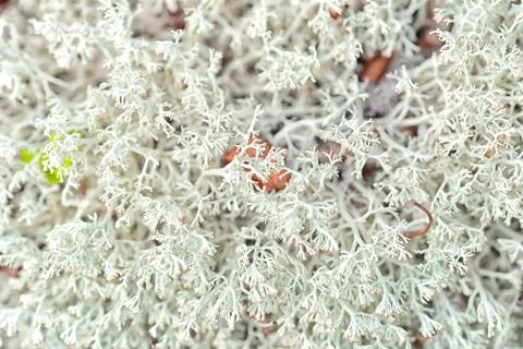 White reindeer lichen background pattern in the forest Stock Photos