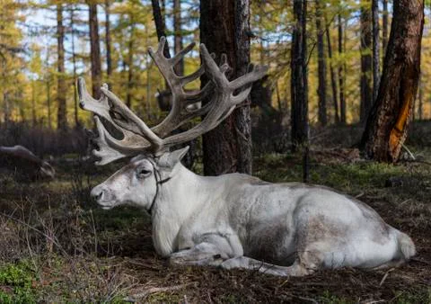 White reindeer lying in the forest Stock Photos
