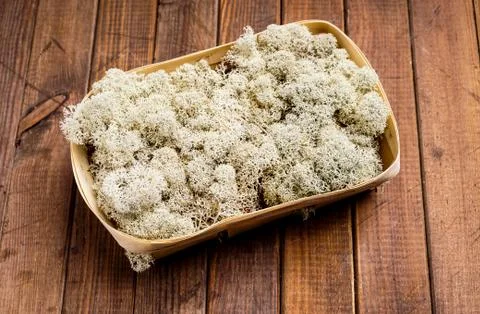 White reindeer Moss Stock Photos