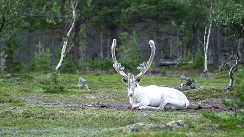 White reindeer walks in forest Stockbeeldmateriaal 69940036