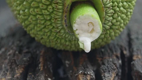 White resin flowing from cut stem of jackfruit. Stock Footage 103131897