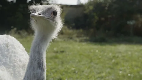 White rhea bird Video stock 95979855