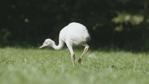 White rhea walking on a grass Video stock 95977984