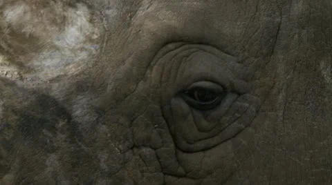 White rhino 1 Stock Footage 12515971