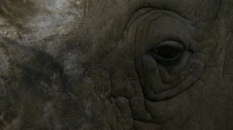 White rhino 2 Stock Footage 12515953
