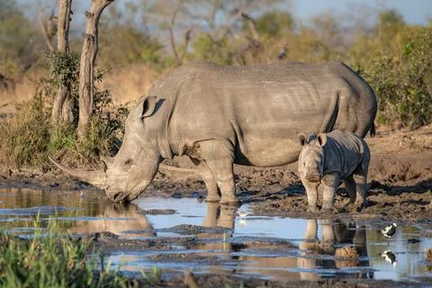 A white rhino and calf, Ceratotherium simum, drink at a waterhole Stock Photos
