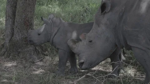 WHITE RHINO AND CALF Stock Footage 85671473