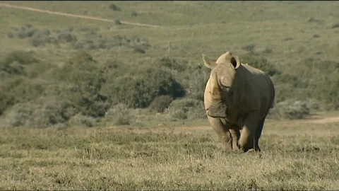 White Rhino approach and through frame Stock Footage