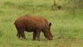 White Rhino Baby (we film with permission inside National Parks, contact us for HD Footage