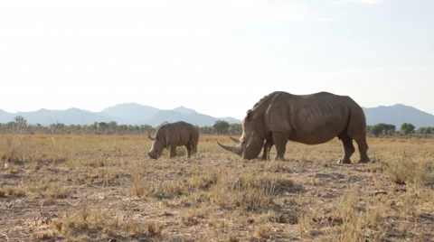 White rhino with calf Stock Footage 56071491