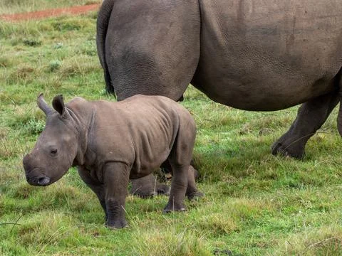 White rhino calf near it's mother Stock Photos