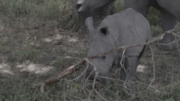 WHITE RHINO CALF PLAYING WITH BRANCH Stock Footage 85672202