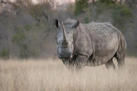 A white rhino, Ceratotherium simum, stands in long dry grass, direct gaze Stock Photos
