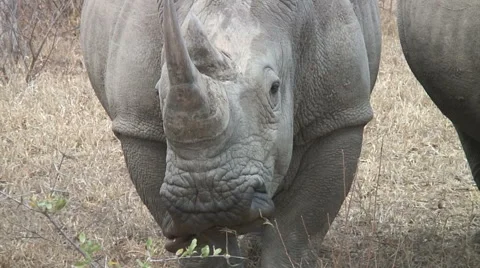 WHITE RHINO CLOSE Video stock 65746112