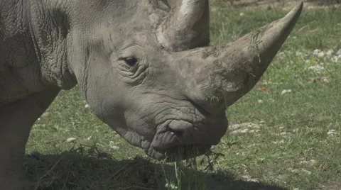 White Rhino Close Up Stock Footage 66064910
