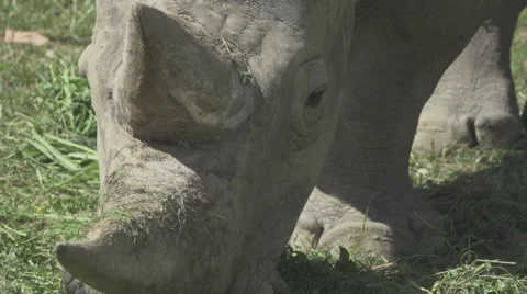 White Rhino Close Up Stock Footage 66066637