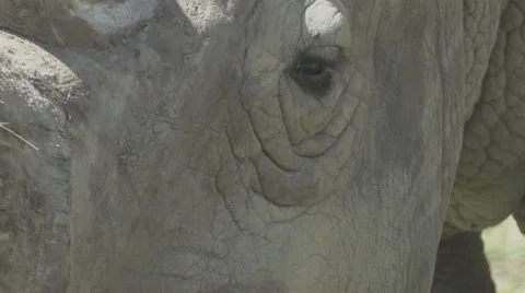 White Rhino Close Up Stock Footage 66069993
