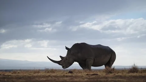 White Rhino Close Up Under Dramatic Sky in Wildlife Conservation Area, African Stock Footage 340858193