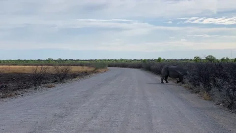 White rhino crossing the road in Namibia National Park, Etosha Stock Footage 198690222
