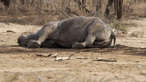 A white rhino in a deep sleep Stock Footage 245525962