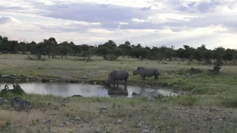White rhino drinks; second arrives — Continuation — Part 1 Stock Footage 319945489
