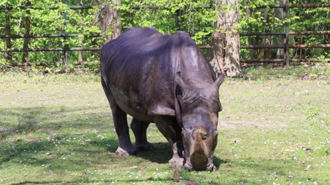 White Rhino Eating Grass During Spring at the Zoo. Stock Footage 307311488