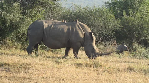 A white rhino eating grass while its calf walking around Vídeos de archivo 23826299