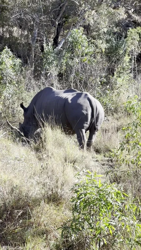 White Rhino eats with its back to camera Stock Footage 247019272