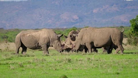 White Rhino Fight Stock Footage 305124500