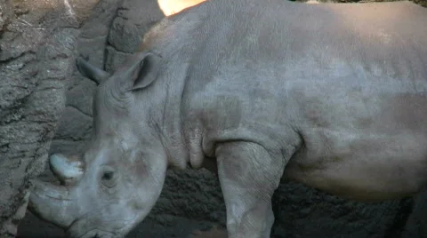 White rhino Stock Footage 280605