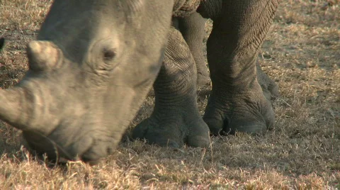 White Rhino Видео 631919
