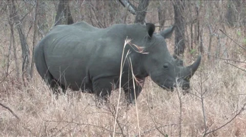 White Rhino Stock Footage