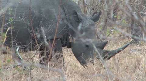 White Rhino Stock Footage 940449