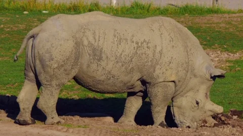 White rhino Stock Footage 79475029